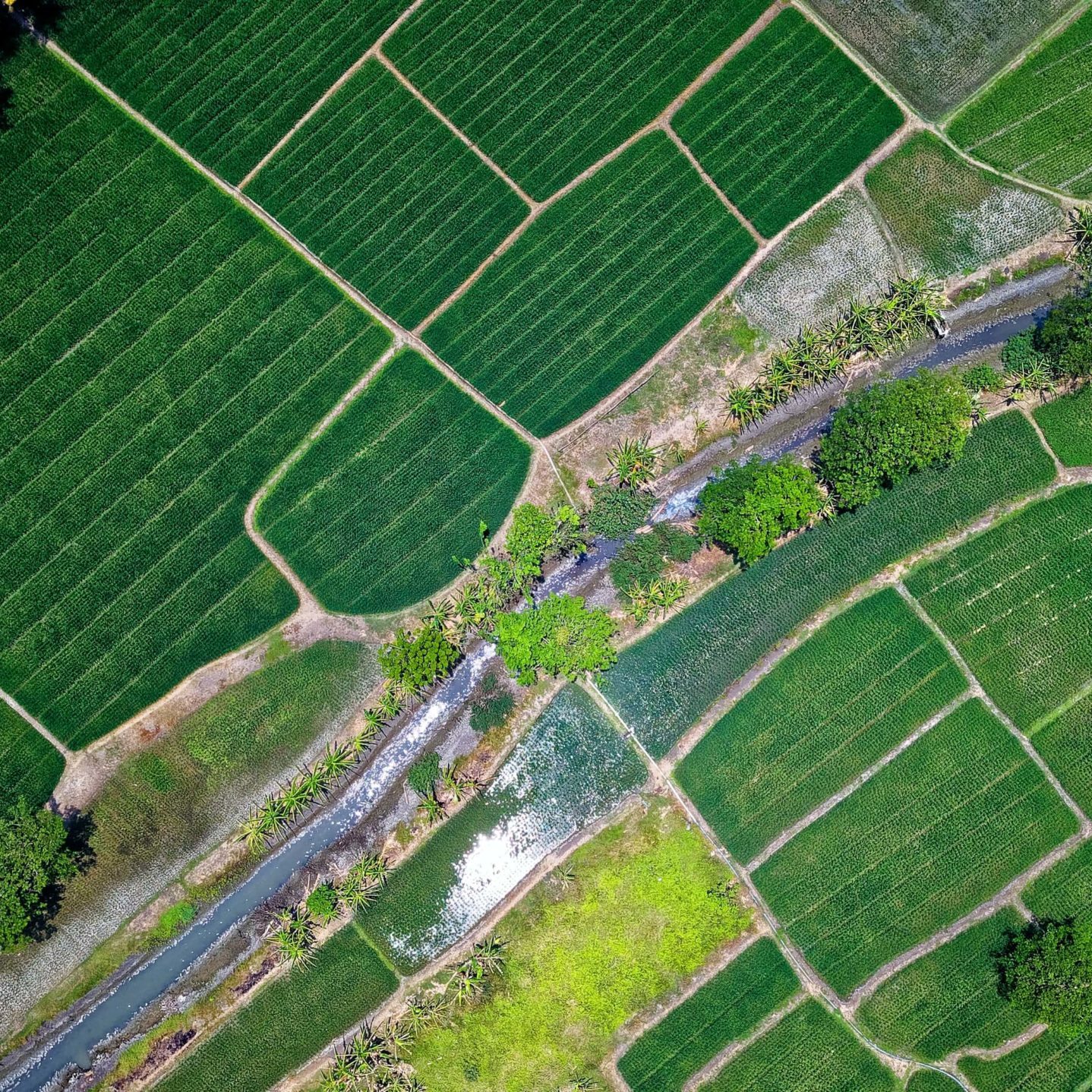 Terrain